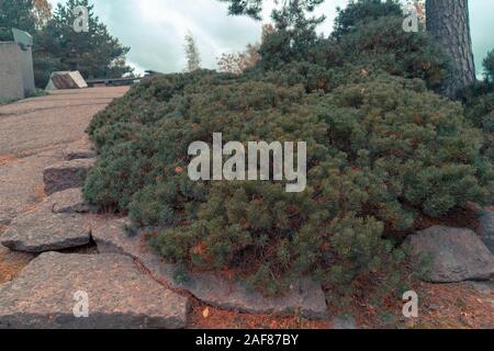 Nadelholz kriechende Wacholder wächst auf Rock, Fichte, Tanne, Kiefer, Landschaftsgestaltung in Finnland Park. Stockfoto