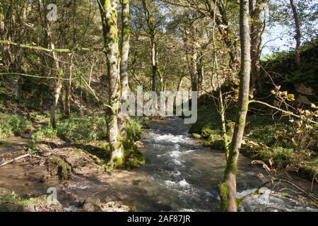 Malerische Waldlandschaft neben Gordale Beck, auf dem Fußweg zu Janet's Foss Wasserfall in der Nähe des Dorfes Malham in Yorkshire. Stockfoto