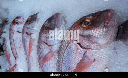 Frisch gefrorene Rote Fleckbrasse zu einem Fischmarkt in Teneriffa, eine knöcherne Fisch aus dem Atlantik, auf den Kanarischen Inseln Bereich gesammelt Stockfoto