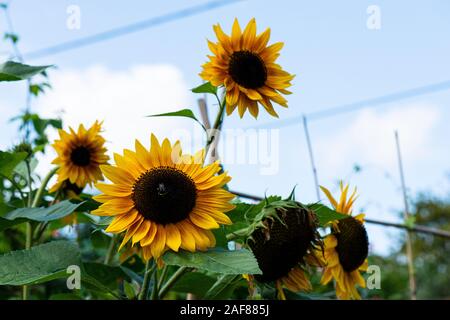 Eine Hummel (BOMBUS) auf eine Sonnenblume (Helianthus) Stockfoto