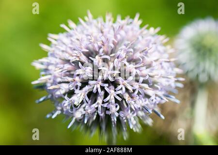 Die sphärische blau-grau flowerhead eines blauen Globus Thistle (Echinops bannaticus) Stockfoto