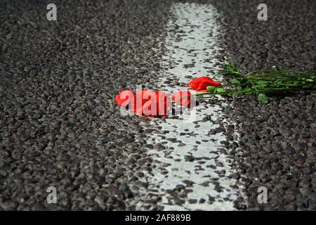 Red Poppy liegt auf der Straße. Die Blume des red poppy liegt auf der Asphaltstraße in der Nähe. Selektiver Fokus Stockfoto