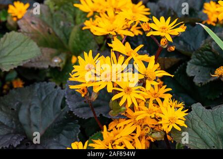 Die Blumen einer Leopardenpflanze "Othello" (Ligularia dentata "othello") Stockfoto