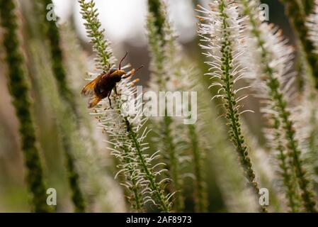 Eine weibliche Hornet nachahmen Hoverfly (Volucella zonaria) auf der Blume Spike von Culver root "Album" (Veronicastrum virginicum 'Album') Stockfoto