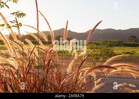 Pennisetum setaceum 'Feuerwerk', eine späte Blüte ornamental Gras mit varegated Rot Grün und Rosa verlässt. Blütenstände mit Hintergrundbeleuchtung bei sunett in Stockfoto