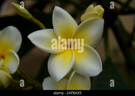 Frangipani - plumeria Stockfoto