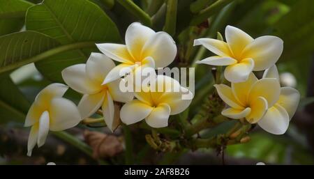 Frangipani - plumeria Stockfoto