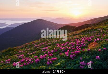 Rosa Blumen auf dem Hügel. Majestätischen Karpaten. Schöne Landschaft. Atemberaubende Aussicht Stockfoto