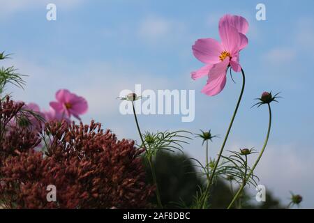 Makro der rosa Blume Leiter der Cosmos Bipinnatus (Bidens Formosa, Garten Kosmos oder mexikanischen Aster), eine mittlere blühende krautige Pflanze. Stockfoto