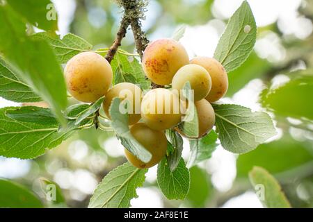 Gelbe Pflaume mirabelle Frucht wächst am Baum. Prunus domestica im Freien Stockfoto