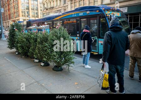 Weihnachtsbäume durch ein deli vor einem Bus Top im New Yorker Stadtteil Chelsea verkauft am Samstag, 7. Dezember 2019. Knappheit als Grund für sky-high Weihnachtsbaum Preise als weniger Bäume während der Großen Rezession 2008 gepflanzt wurden gemeldet, die Bäume würden zur Reife kommen in diesem Jahr. (© Richard B. Levine) Stockfoto