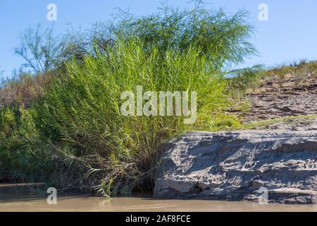 Carrizo Zuckerrohr (Pfahlrohr (Arundo Donax), eine invasive Arten, am Ufer des Rio Grande Flusses, in der Nähe von Rio Grande Village, Big Bend NP. Stockfoto