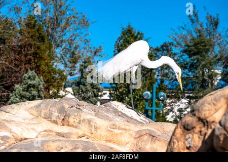 Orlando, Florida. 07. Dezember 2019. Schöne Vogel in Seaworld Stockfoto