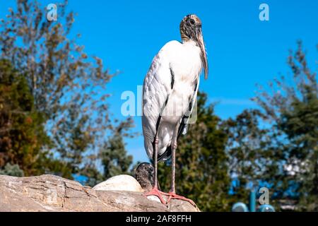 Orlando, Florida. 07. Dezember 2019. Schöne Vogel in Seaworld Stockfoto