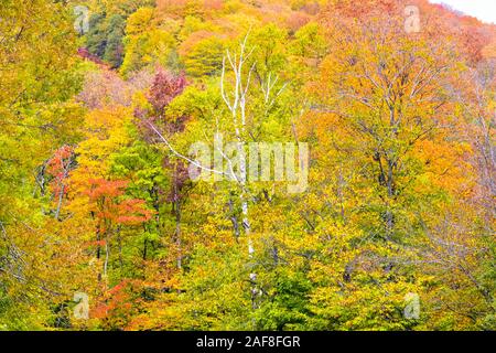 Amerika Kanada, Quebec Mont-Sainte-Anne Bäume und Laub im Herbst Stockfoto