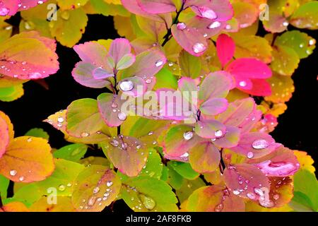 Amerika Kanada, Quebec, Parc Du Bois-De - Coulonge-Bäume und Laub im Herbst Stockfoto