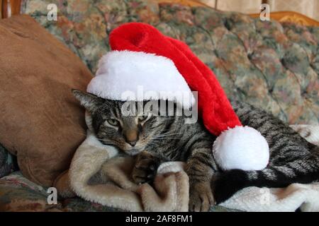 Eine unbeeindruckt Tabby Katze in einem Santa Hut Stockfoto