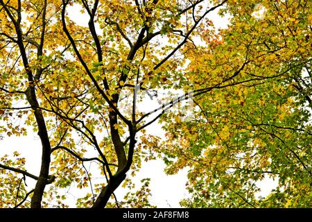 Amerika Kanada, Quebec, Parc Du Bois-De - Coulonge-Bäume und Laub im Herbst Stockfoto