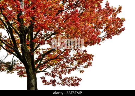 Amerika Kanada, Quebec, Parc Du Bois-De - Coulonge-Bäume und Laub im Herbst Stockfoto