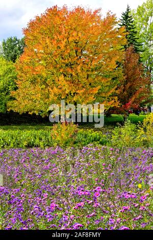 Amerika Kanada, Quebec, Parc Du Bois-De - Coulonge-Bäume und Laub im Herbst Stockfoto