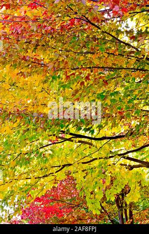 Amerika Kanada, Quebec, Parc Du Bois-De - Coulonge-Bäume und Laub im Herbst Stockfoto