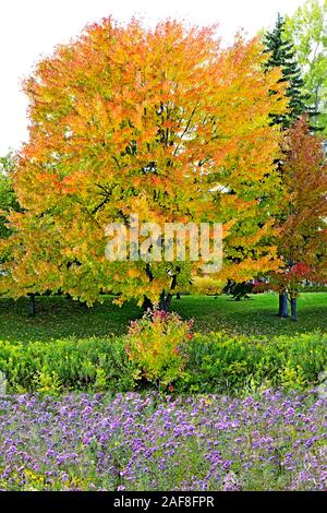 Amerika Kanada, Quebec, Parc Du Bois-De - Coulonge-Bäume und Laub im Herbst Stockfoto