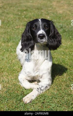 Springer Spaniel Stockfoto