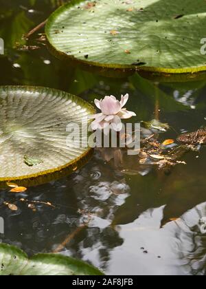 Eine Seerose und Lily Pads in Singapur Stockfoto