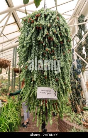 Barbican Wintergarten Innen-, Kakteen und Sukkulenten, indoor Gärten mit exotischen tropischen Pflanzen im Barbican Centre, London, UK Stockfoto