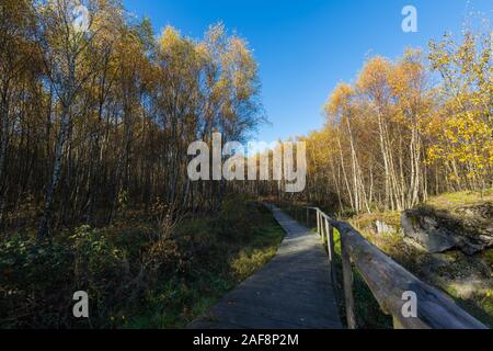 Holzbrett Pfad durch das Hohe Venn Todtenbruch mit seinen typischen Birke Wald im Herbst. Stockfoto