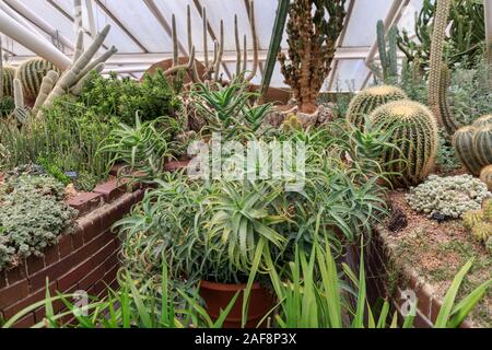 Barbican Wintergarten Innen-, Kakteen und Sukkulenten, indoor Gärten mit exotischen tropischen Pflanzen im Barbican Centre, London, UK Stockfoto