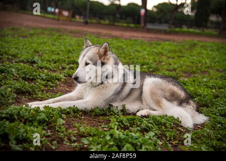 Alaskan Malamute Hund, laufen im Park in Rom zufrieden. Stockfoto