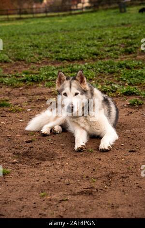 Alaskan Malamute Hund, laufen im Park in Rom zufrieden. Stockfoto