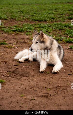 Alaskan Malamute Hund, laufen im Park in Rom zufrieden. Stockfoto