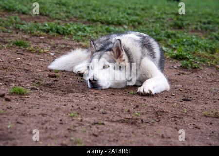 Alaskan Malamute Hund, laufen im Park in Rom zufrieden. Stockfoto