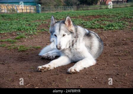 Alaskan Malamute Hund, laufen im Park in Rom zufrieden. Stockfoto