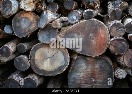 Baumstämme wie Brennholz gestapelt, Logs in verschiedenen Größen und Durchmesser geschnitten und übereinander gestapelt. Stockfoto