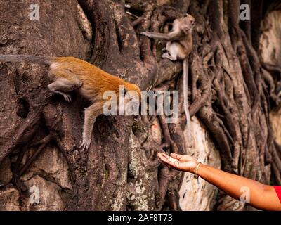 Nahaufnahme einer menschlichen Hand Feeding eine street Monkey Stockfoto