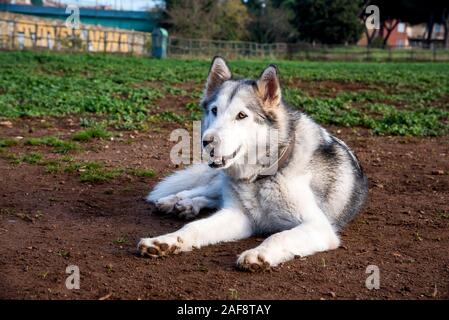 Alaskan Malamute Hund, laufen im Park in Rom zufrieden. Stockfoto