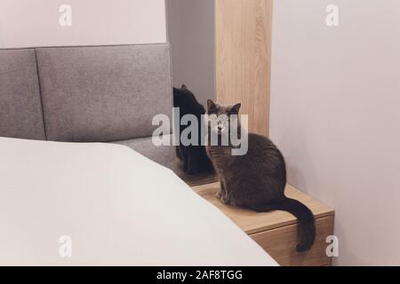 Grau Scottish Fold Katze Aufwachen im Bett Stockfoto