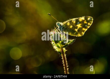 Schmetterling bei Sonnenaufgang und Wassertropfen auf sie, Tau Stockfoto