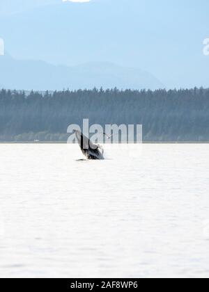 Juvenile Buckelwal Hälfte gegen Süden, Südosten, Alaska. Stockfoto