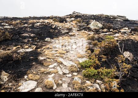 Berg Bush von einem Sommer Feuer verbrannt. Stockfoto