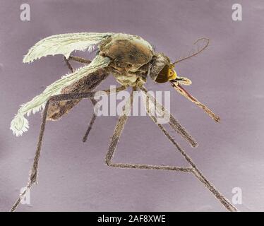 Weibliche asiatische Tigermücke, SEM Stockfoto