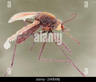 Weibliche asiatische Tigermücke, SEM Stockfoto