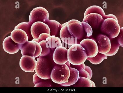 MRSA-Bakterien, SEM Stockfoto