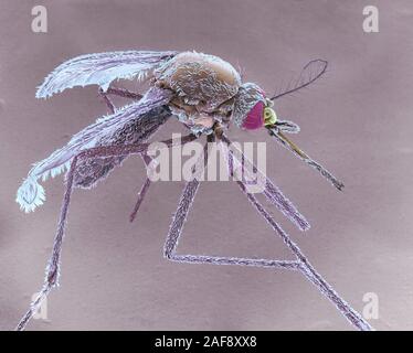 Weibliche asiatische Tigermücke, SEM Stockfoto