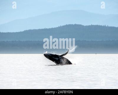 Juvenile Buckelwal Hälfte Verletzung Mansfield Halbinsel (Bkgd), Südosten, Alaska. Stockfoto