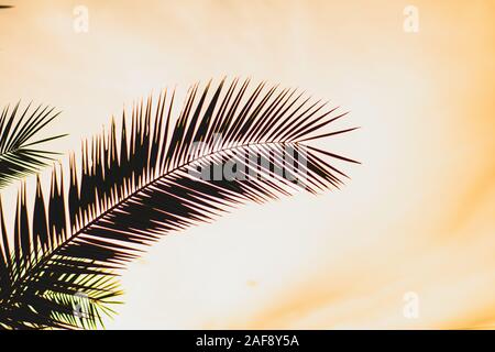 Die ruhige Palm Schatten Blätter Stockfoto