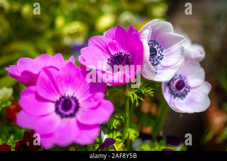 Bündel von Licht und dunkel rosa Anemone Blumen auf einem unscharfen Hintergrund, der an einem sonnigen Frühling Morgen in Kyoto, Japan Stockfoto